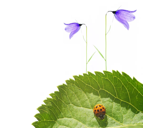Lady bug op flora tegen witte achtergrond — Stockfoto