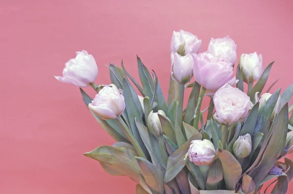 Білі тюльпани на червоному тлі — стокове фото
