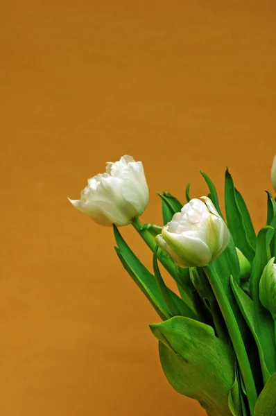Tulipanes blancos sobre fondo marrón — Foto de Stock