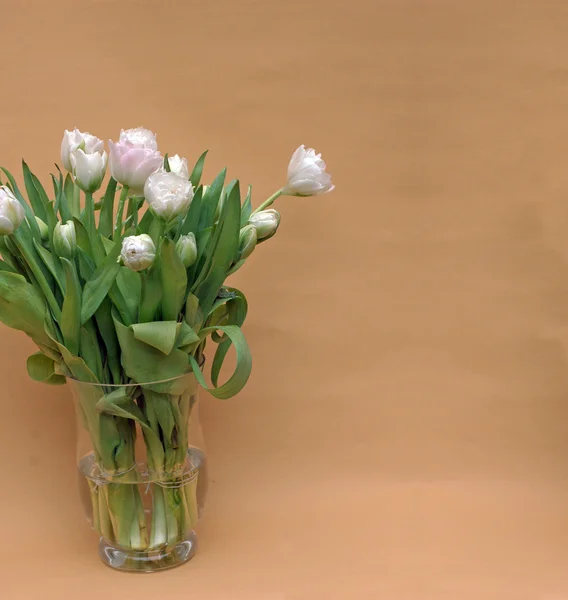 stock image Beautiful tulips against brown background