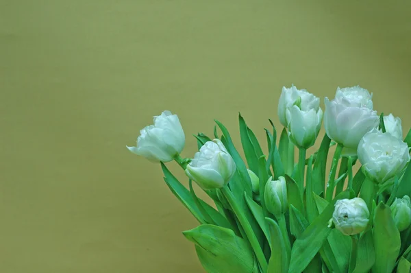 Vita tulpanerna ljusgrön bakgrund — Stockfoto