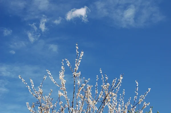 Wiśnia kwiaty przeciw błękitne niebo — Zdjęcie stockowe