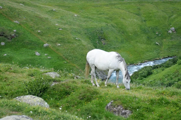 Пасущаяся белая лошадь в швейцарских Альпах — стоковое фото