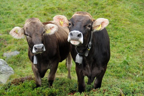 Dwie krowy w Alpach Szwajcarskich — Zdjęcie stockowe