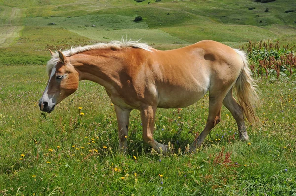 Precioso caballo marrón en los Alpes suizos — Foto de Stock