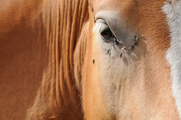 Streszczenie szczegół brązowy konia — Zdjęcie stockowe