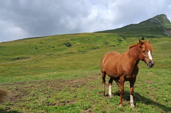 Śliczny brązowy koń w Alpach Szwajcarskich — Zdjęcie stockowe