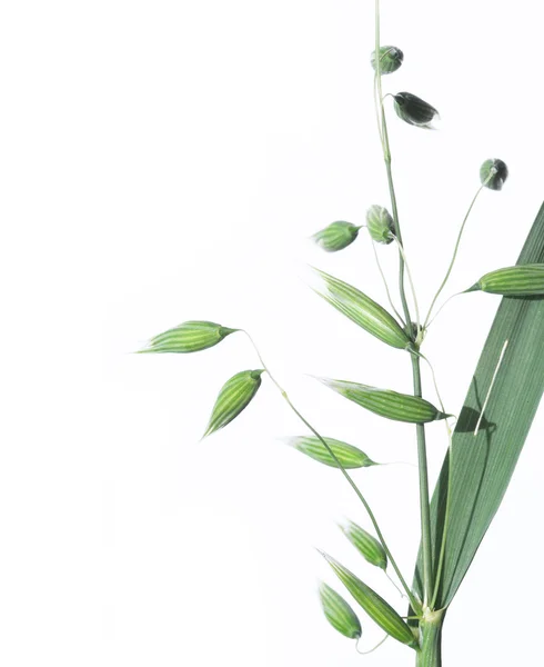 흰색 배경에 대해 식물입니다. 유용한 디자인 요소. — 스톡 사진