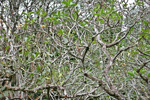 stock image Infrastructure of branches