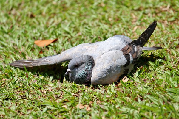 Suntanning pigeon