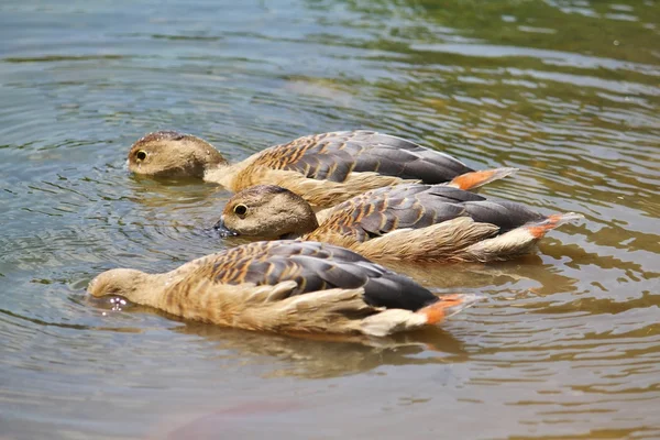 Ducklings — Stock Photo, Image