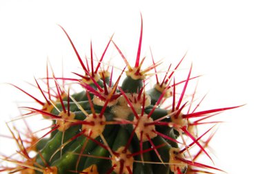 kaktüs - ferocactus cylindraceus