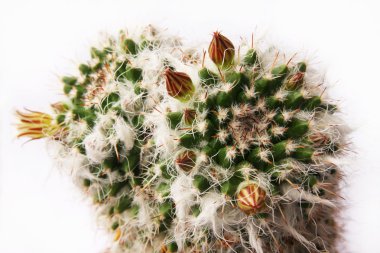 kaktüs - mammillaria