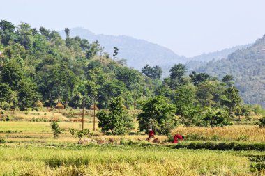 Nepal kadınlar iş başında