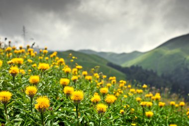 Abhazya Meadows