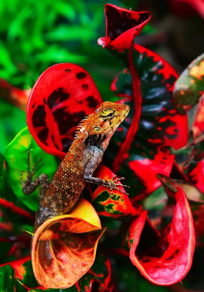 stock image Chameleon