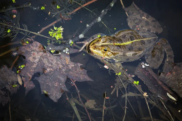 Водяная лягушка — стоковое фото
