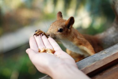 Red squirrel clipart