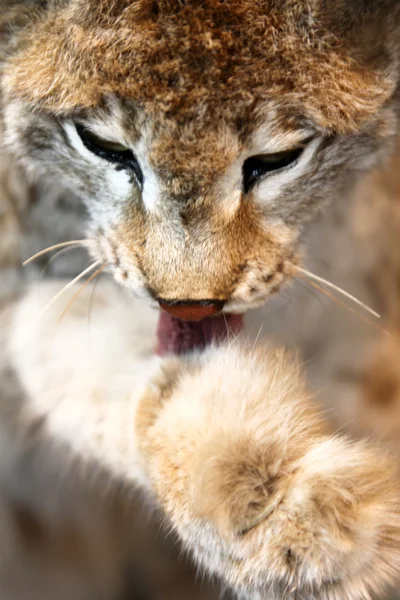 stock image Eurasian lynx