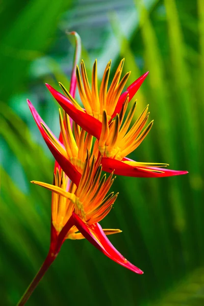 楽園の花の鳥 — ストック写真