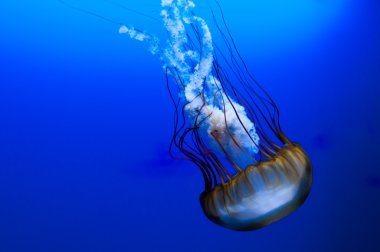 Jellyfish on blue clipart