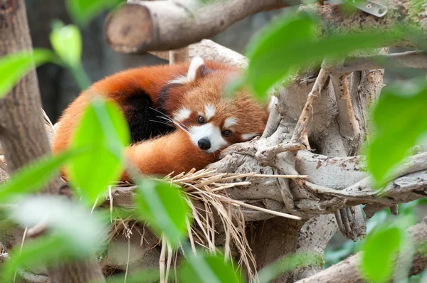 Červená panda — Stock fotografie