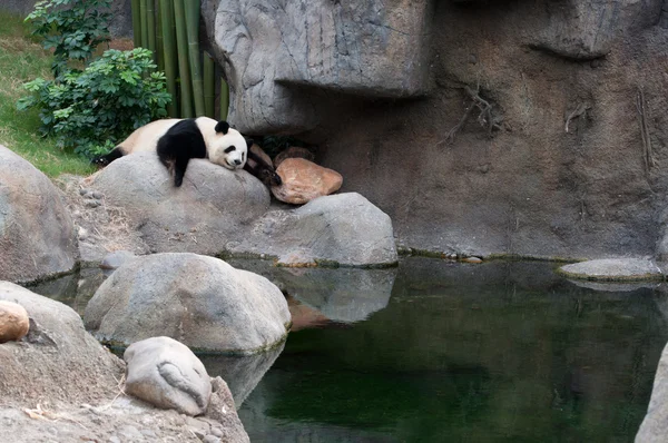 Panda gigante —  Fotos de Stock