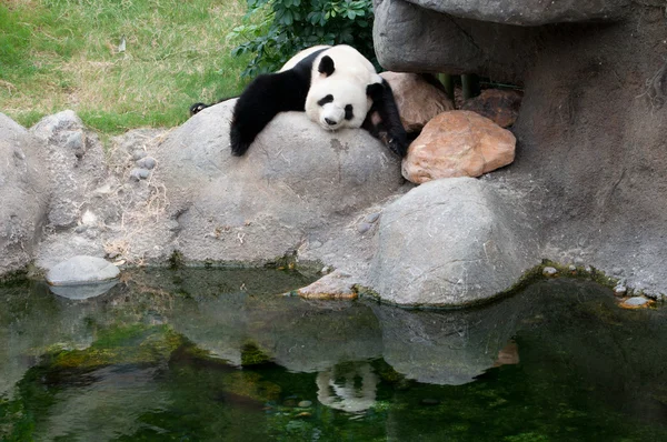 Гигантская панда — стоковое фото