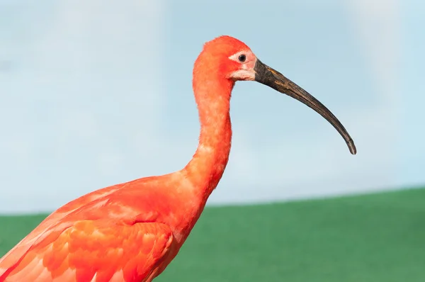 Red crane — Stock Photo, Image
