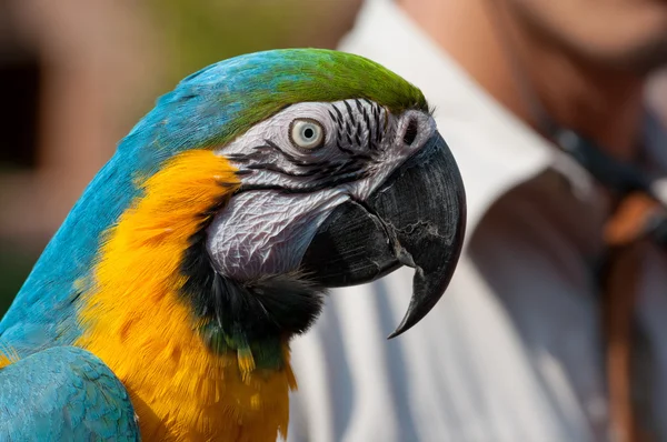 Синий жёлтый попугай — стоковое фото