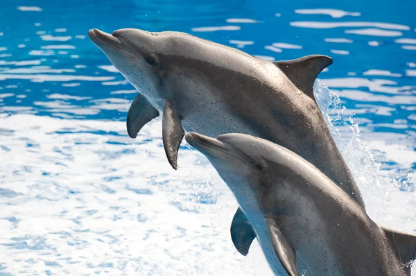 Skok delfina — Zdjęcie stockowe