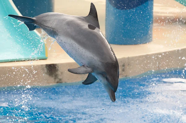 Dolphin jump — Stock Photo, Image