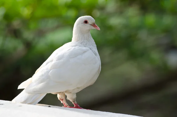 White pigeon — Stock Photo, Image