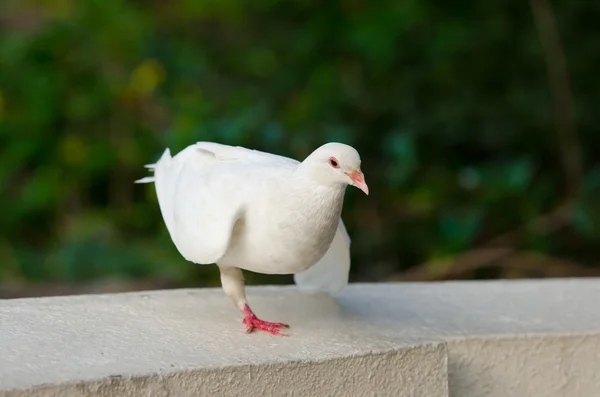 Biały gołąb taniec — Zdjęcie stockowe