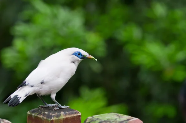 Witte vogel — Stockfoto