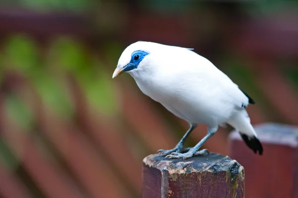 Белая птица — стоковое фото