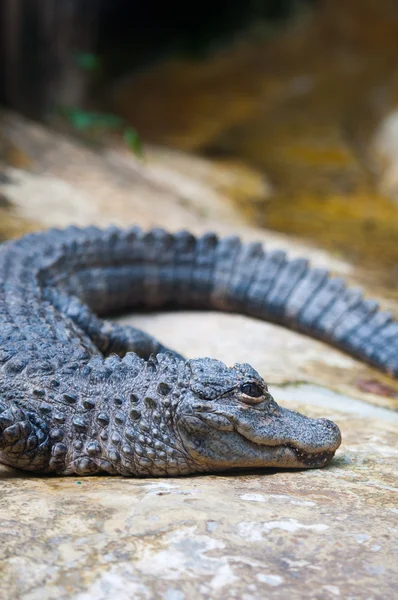 stock image A crocodile