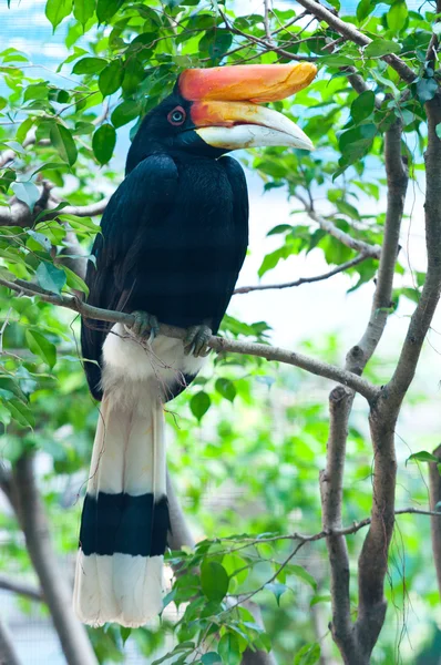 Pájaro tropical — Foto de Stock
