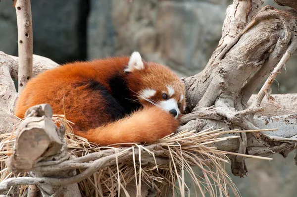 Panda rojo Imagen De Stock