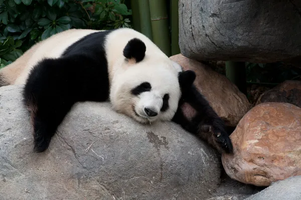 Panda gigante Fotos De Stock Sin Royalties Gratis