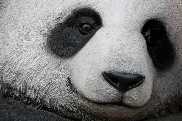 熊猫的特写 免版税图库图片