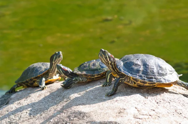 Три черепахи Стоковое Изображение