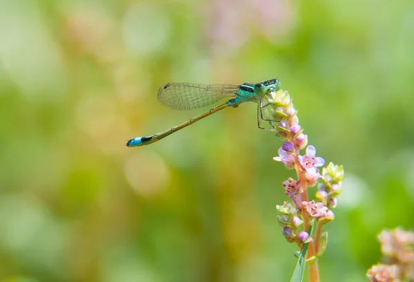 stock image Damselfly on flower