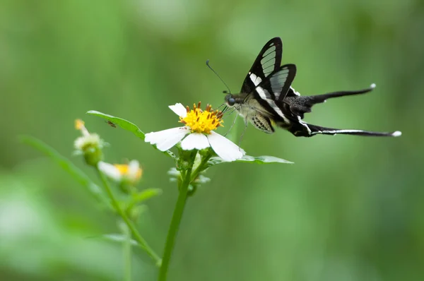 Lamproptera curius su fiore — Foto Stock