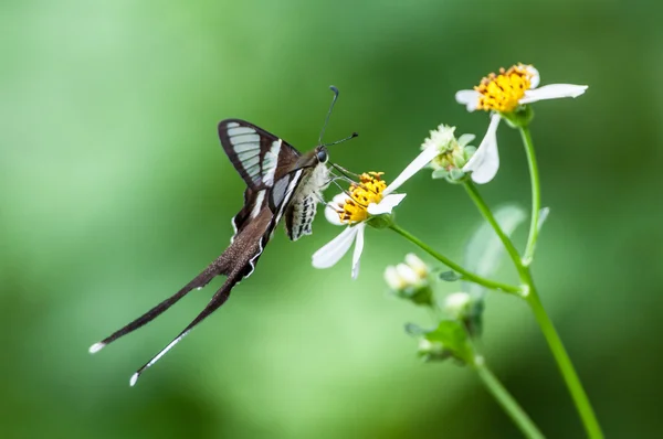 Lamproptera curius en flor — Foto de Stock