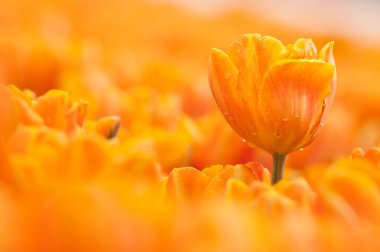 Orange tulip