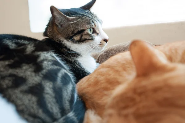 sevimli kedi pencereden bakan