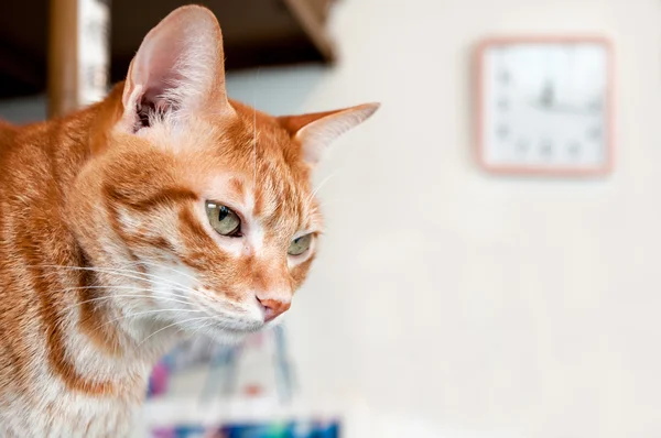 Симпатичная кошка смотрит в объектив — стоковое фото