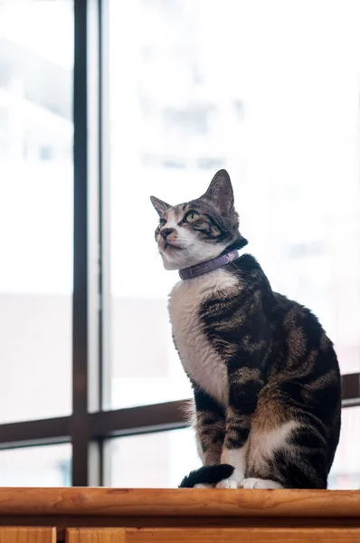 Симпатичная кошка смотрит в потолок — стоковое фото