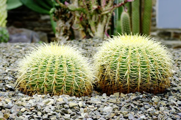 stock image Cactus